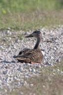 Image of Florida duck