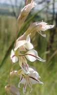 Imagem de Gladiolus permeabilis subsp. edulis (Burch. ex Ker Gawl.) Oberm.