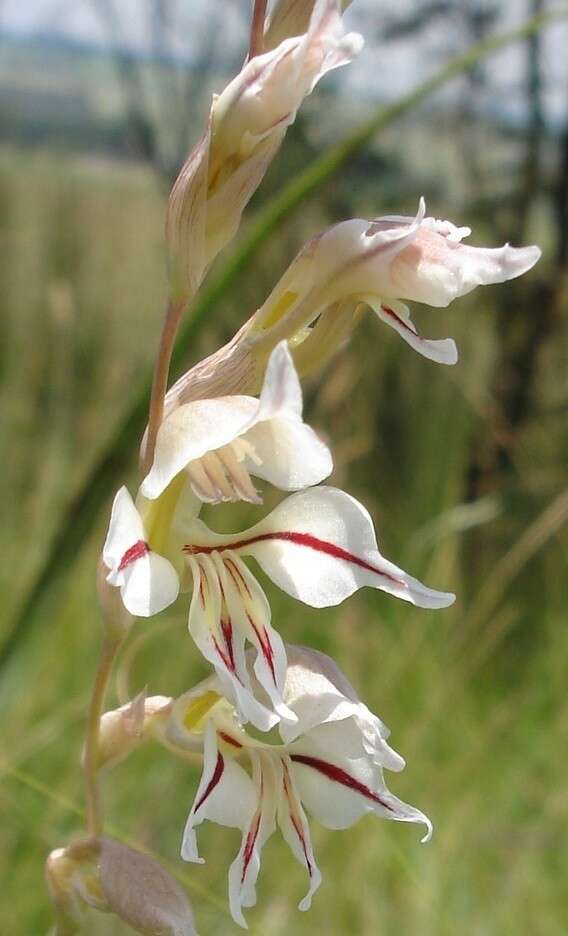 Imagem de Gladiolus permeabilis subsp. edulis (Burch. ex Ker Gawl.) Oberm.