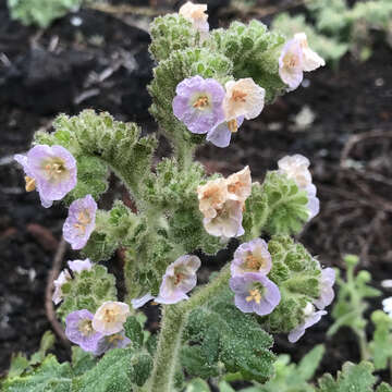 Image of Costa Baja phacelia