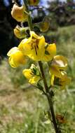 Image of Verbascum spectabile Bieb.