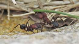 Image of Acromyrmex heyeri (Forel 1899)