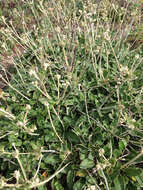 Image of seaside buckwheat