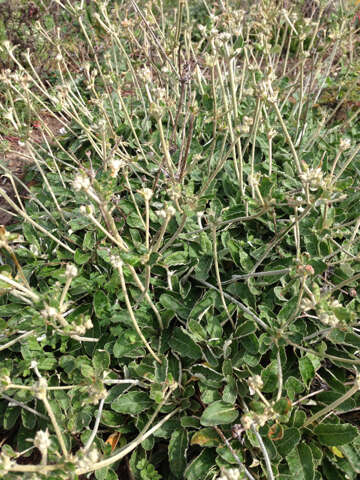 Image of seaside buckwheat