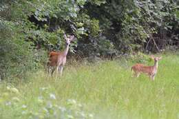 Image of Odocoileus virginianus texanus (Mearns 1898)