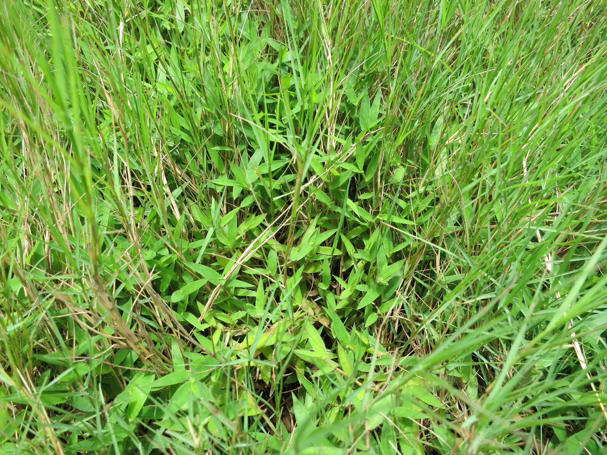 Image of Brachiaria umbellata (Trin.) Clayton