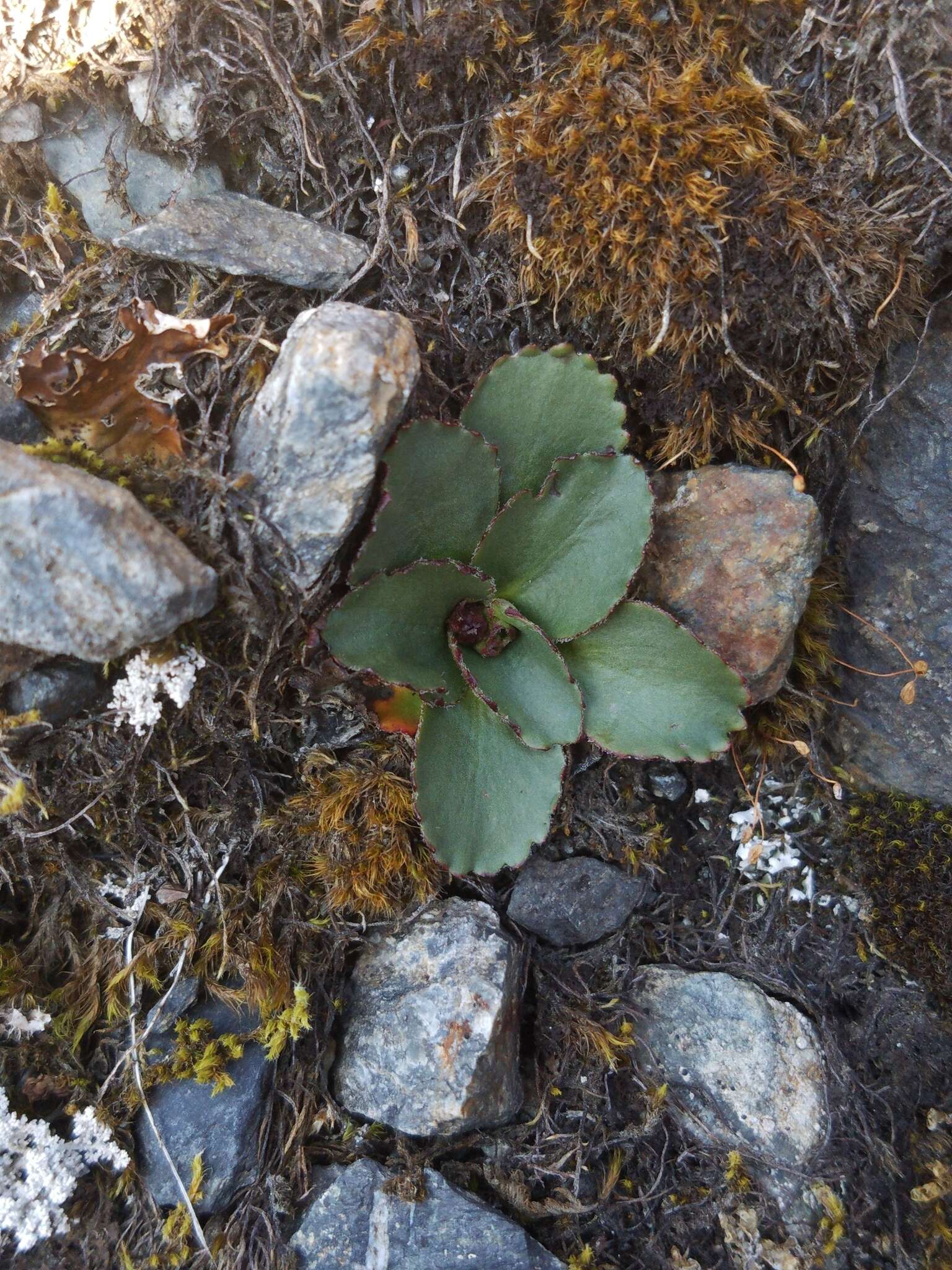 Image of Micranthes nivalis (L.) Small