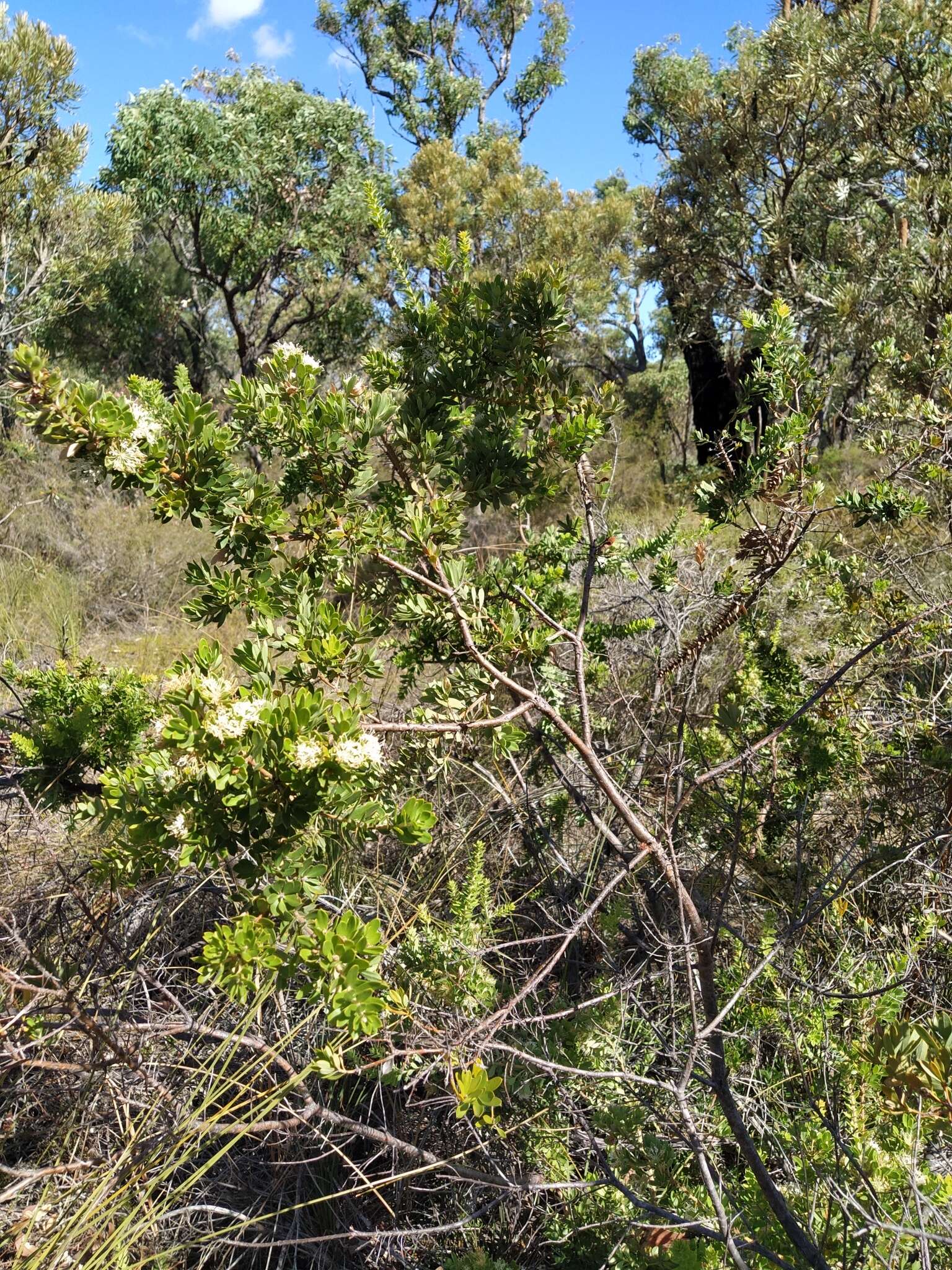 Image of Hakea ruscifolia Labill.