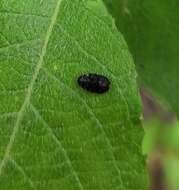 Image of Metallic wood-boring beetle