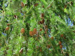 Image of European Larch