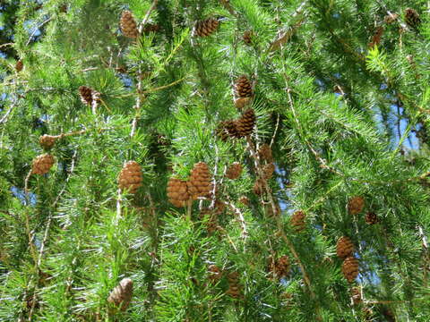 Image of European Larch