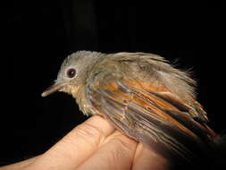 Philentoma pyrhoptera (Temminck 1836)的圖片