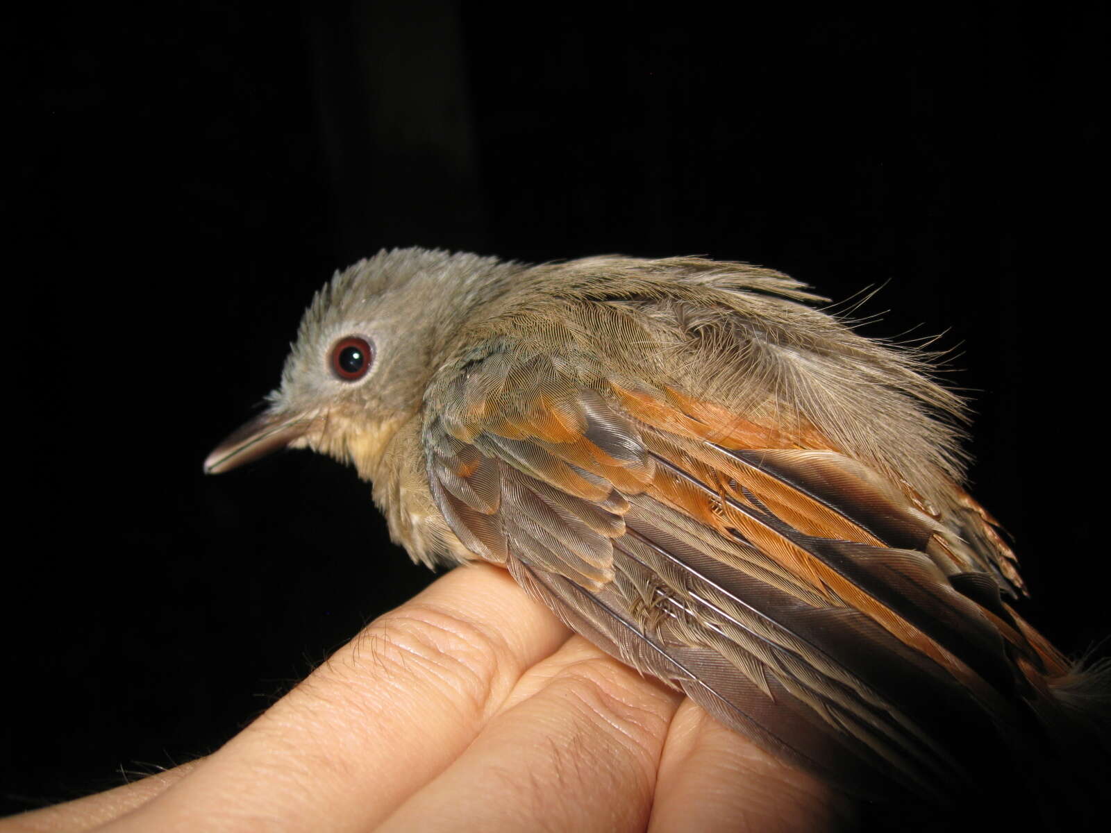 Philentoma pyrhoptera (Temminck 1836)的圖片