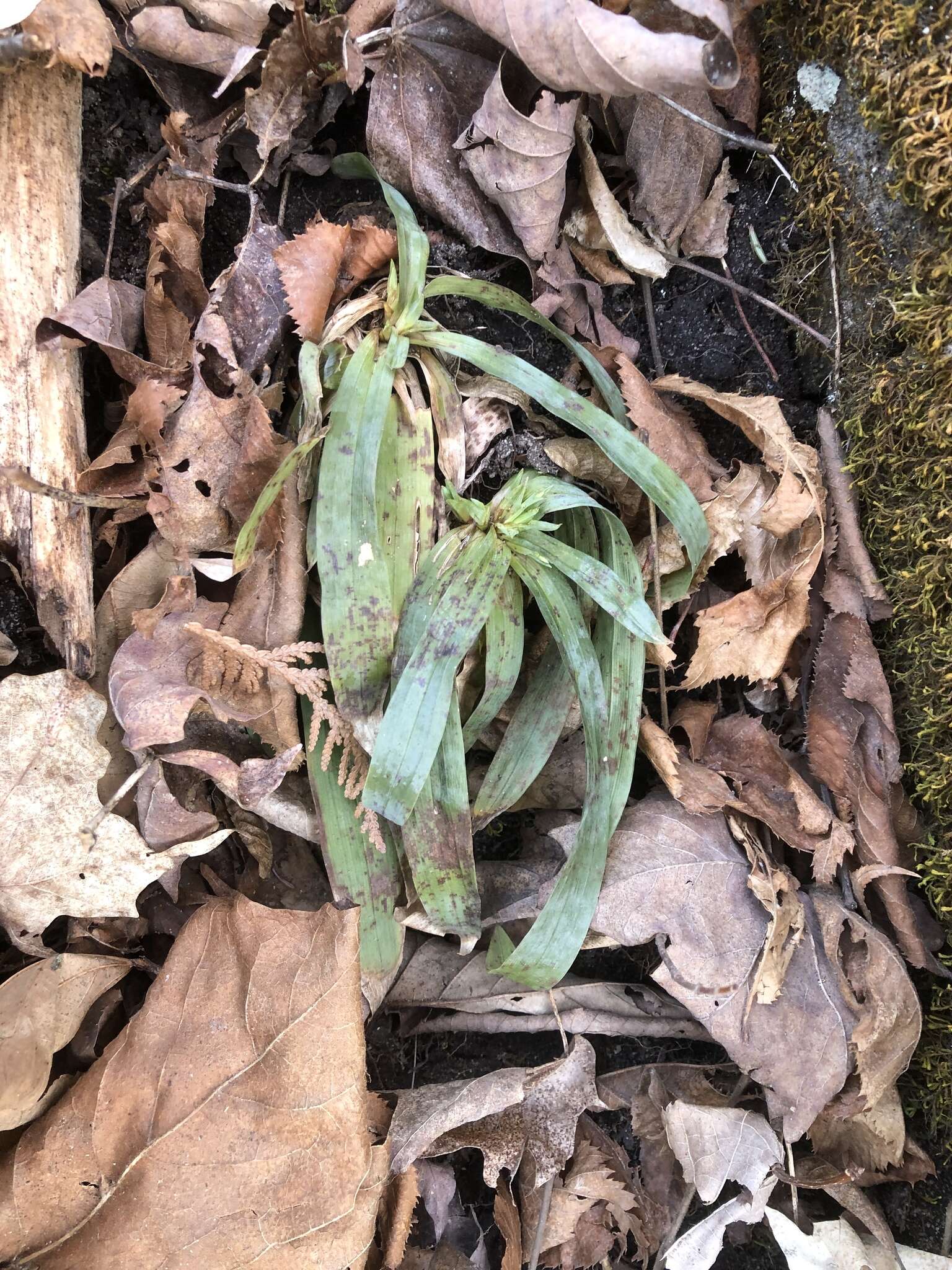 Image of broadleaf sedge