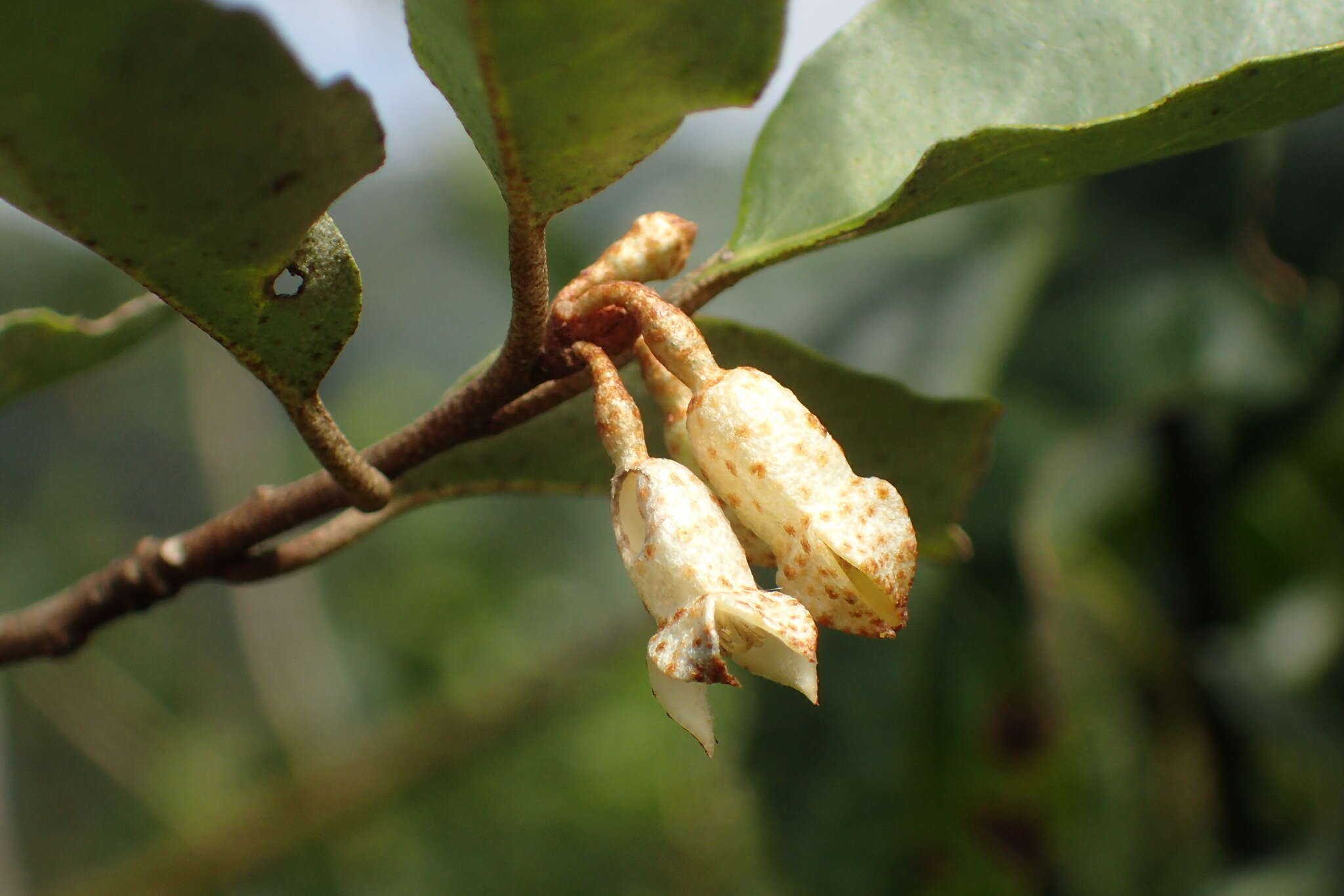 Image of Elaeagnus thunbergii Servettaz