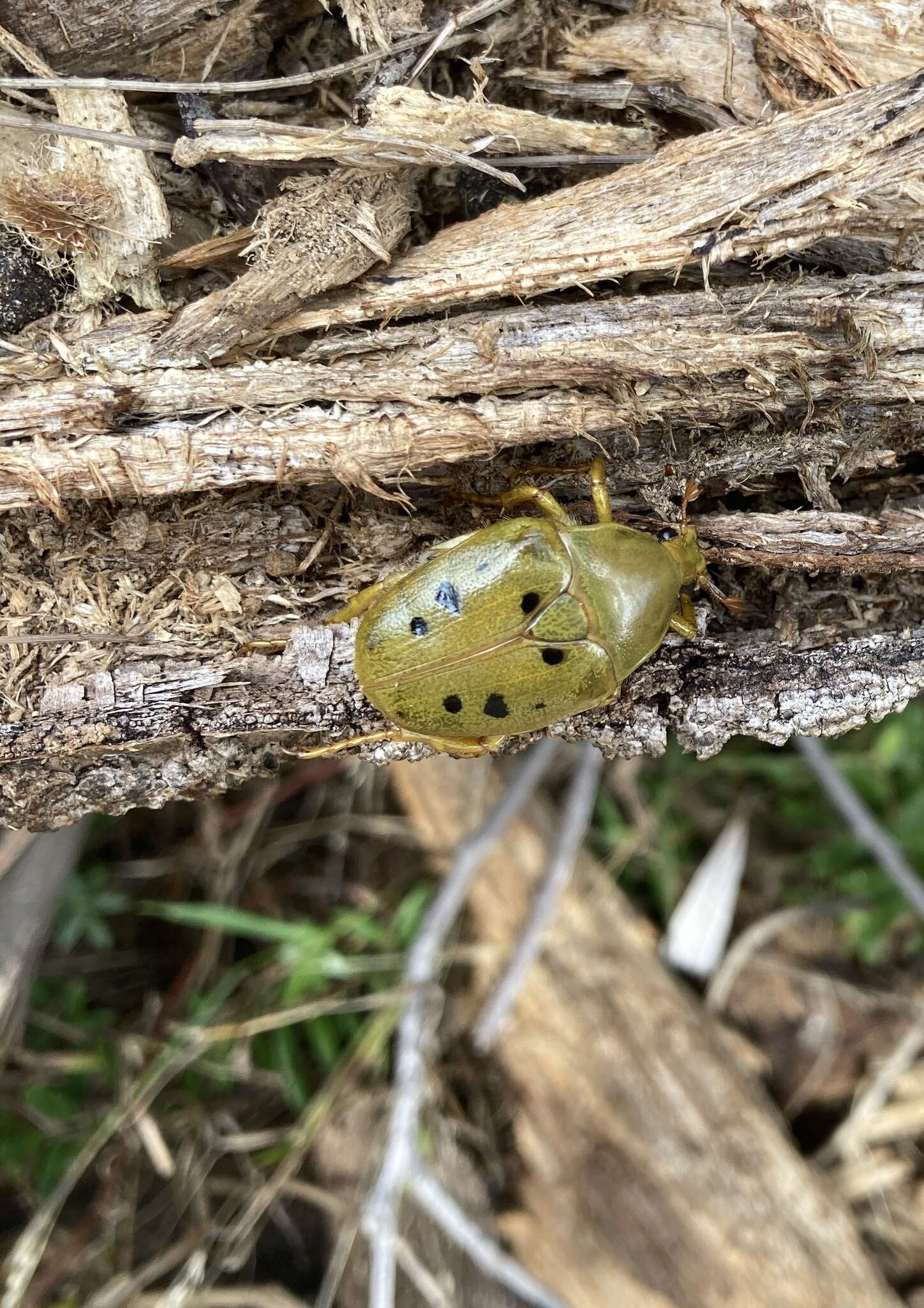 Image of Schizorhina