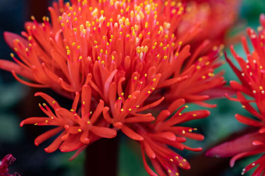 Imagem de Haemanthus canaliculatus Levyns