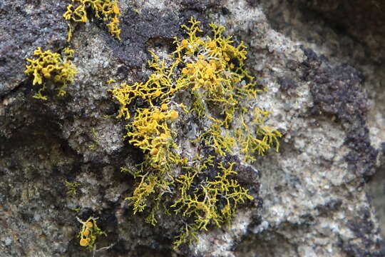 Image of coral orange lichen