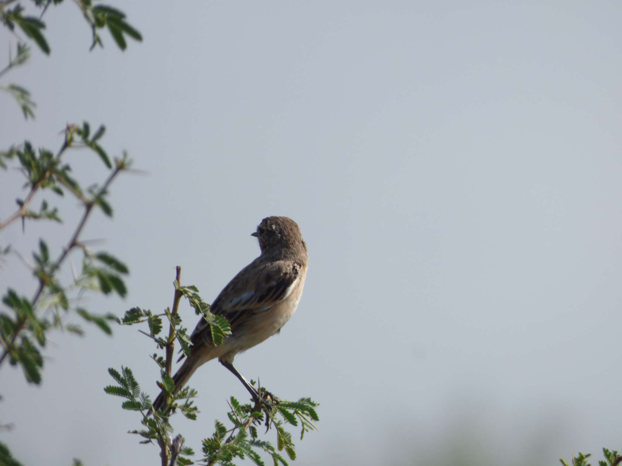 Saxicola macrorhynchus (Stoliczka 1872) resmi