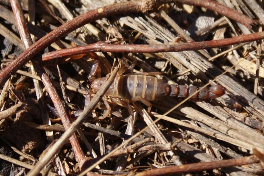 Image of <i>Catalinia castanea</i>