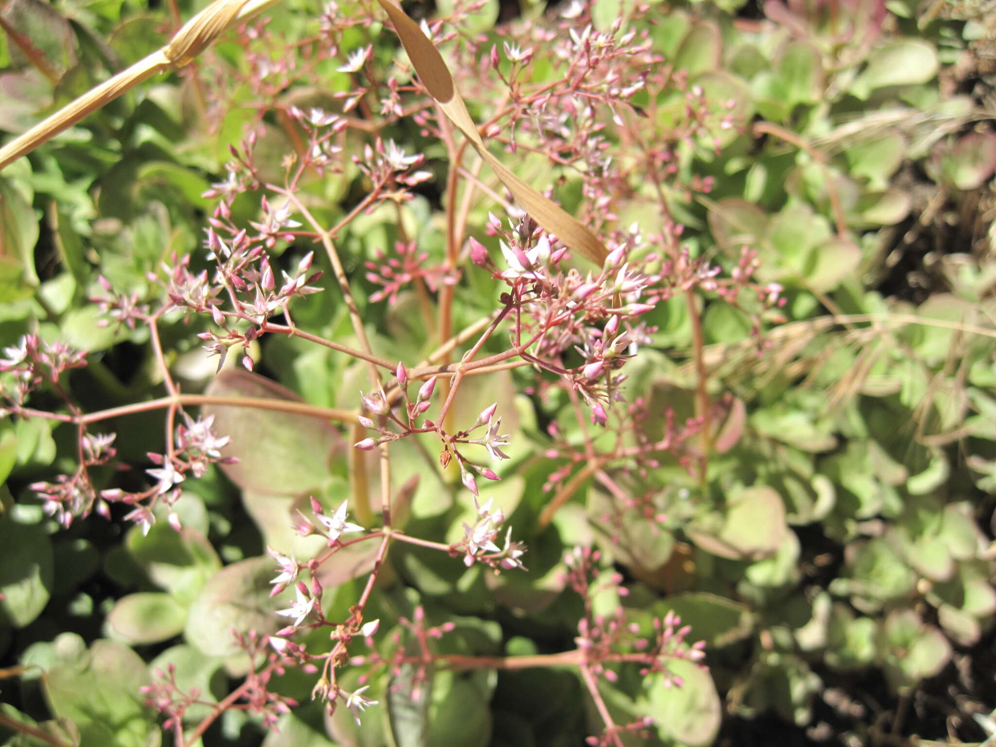 Image of Cape Province pygmyweed