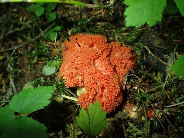 Image de Ramaria stuntzii Marr 1974