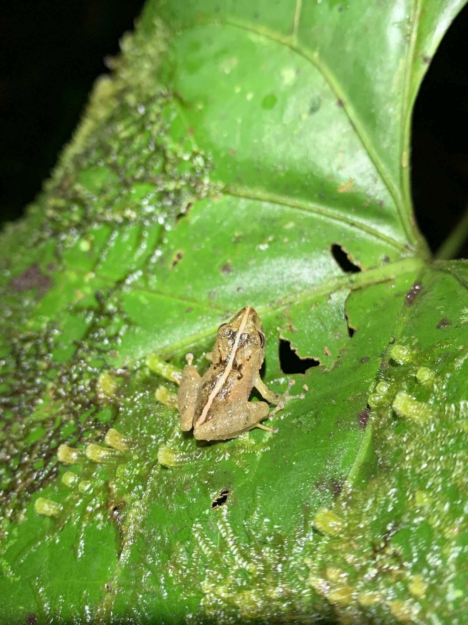 Image of Pristimantis trachyblepharis (Boulenger 1918)