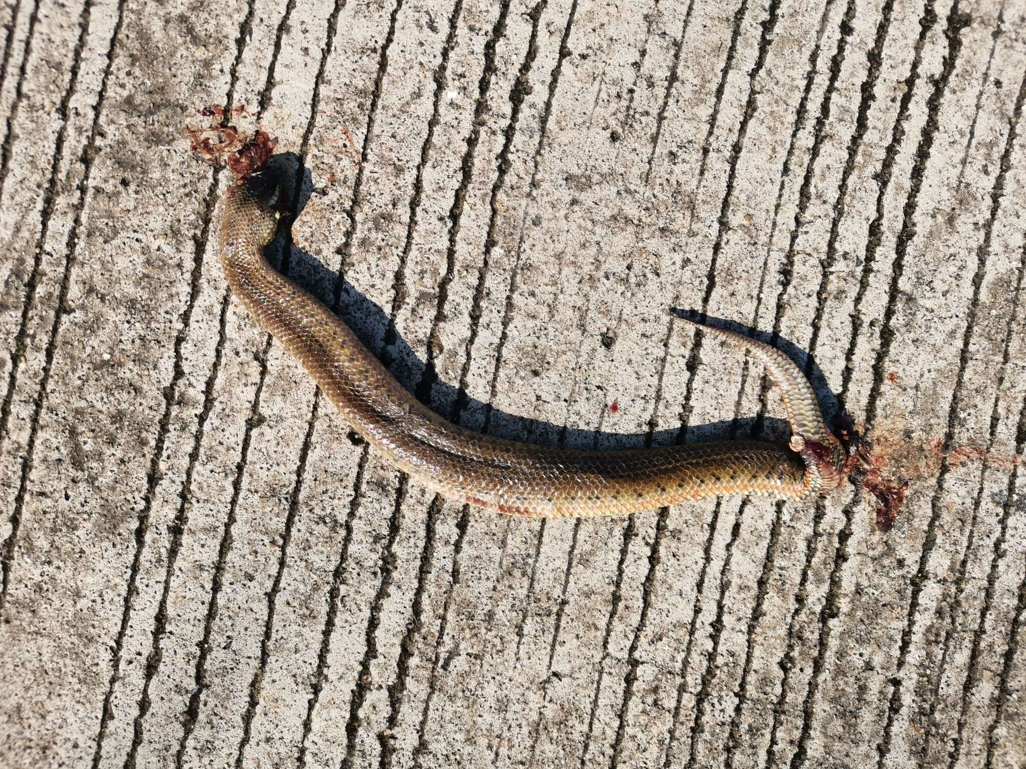 Image of Sind River Snake