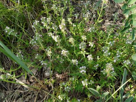 Image of Thymus pulegioides subsp. pannonicus (All.) Kerguélen