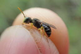 Calliopsis hondurasica Cockerell 1949 resmi