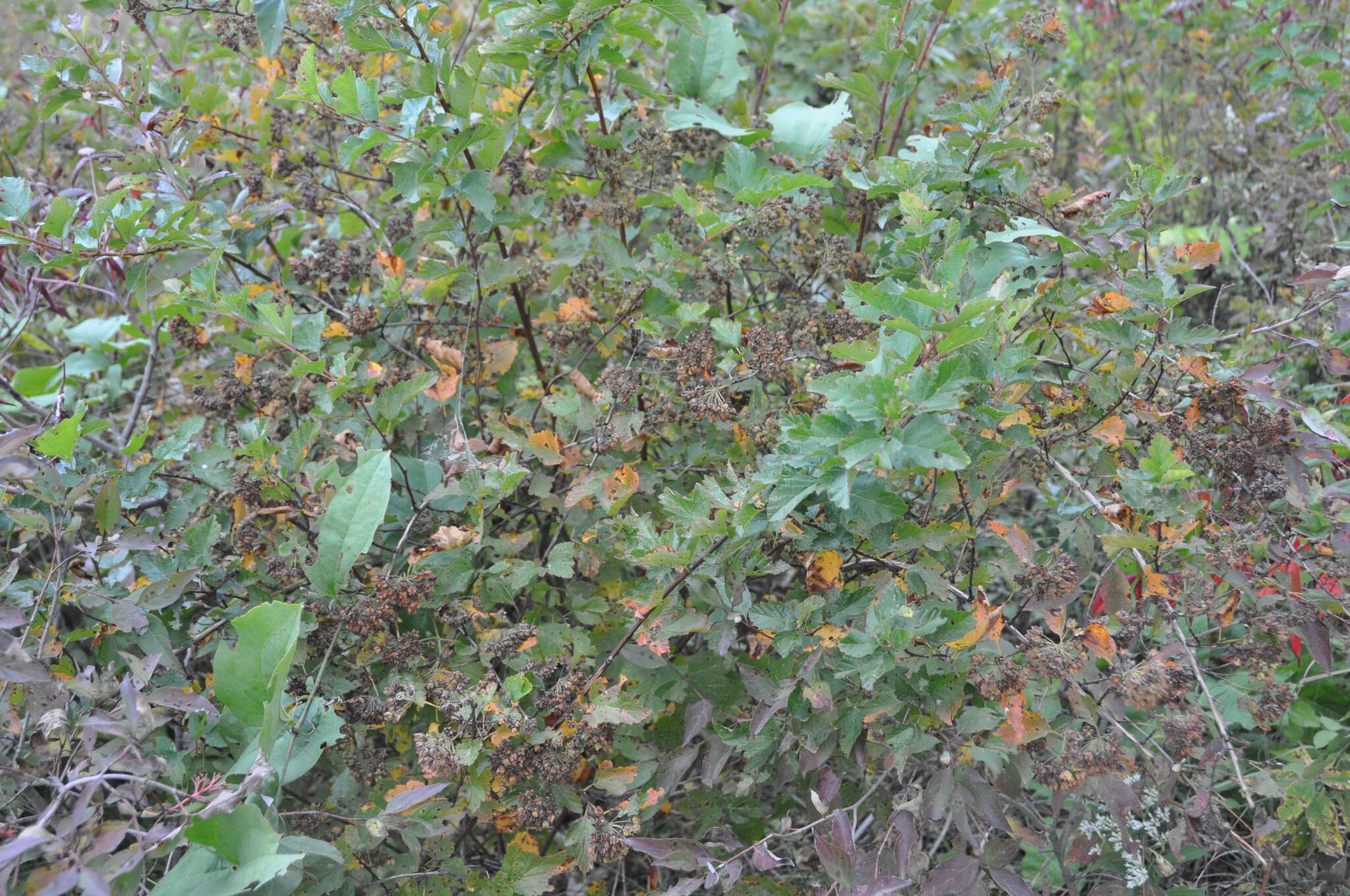 Plancia ëd Physocarpus opulifolius var. intermedius (Rydb.) B. L. Robins.