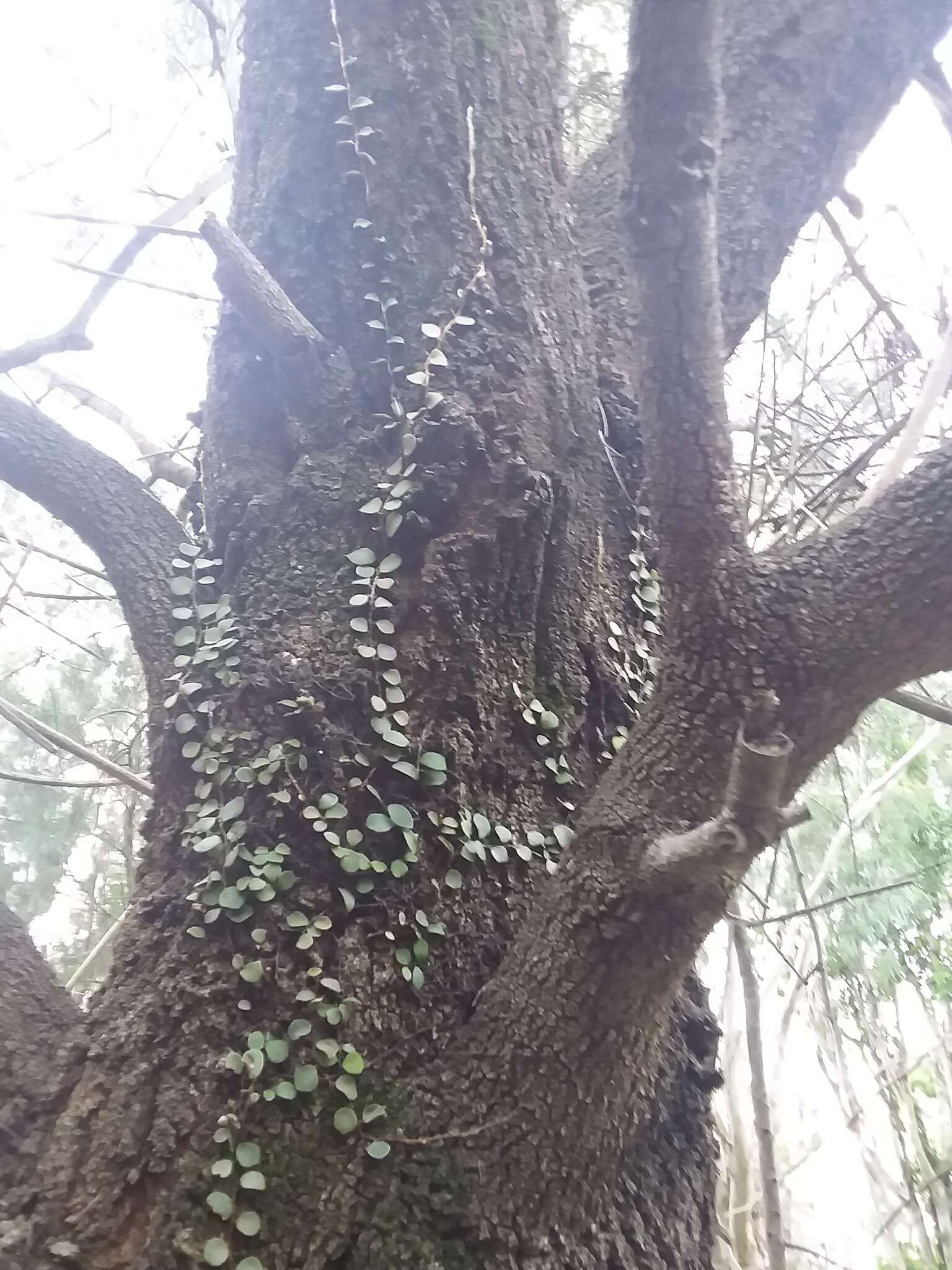 Image of Pyrrosia rupestris (R. Br.) Ching