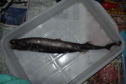 Image of Viper Dogfish