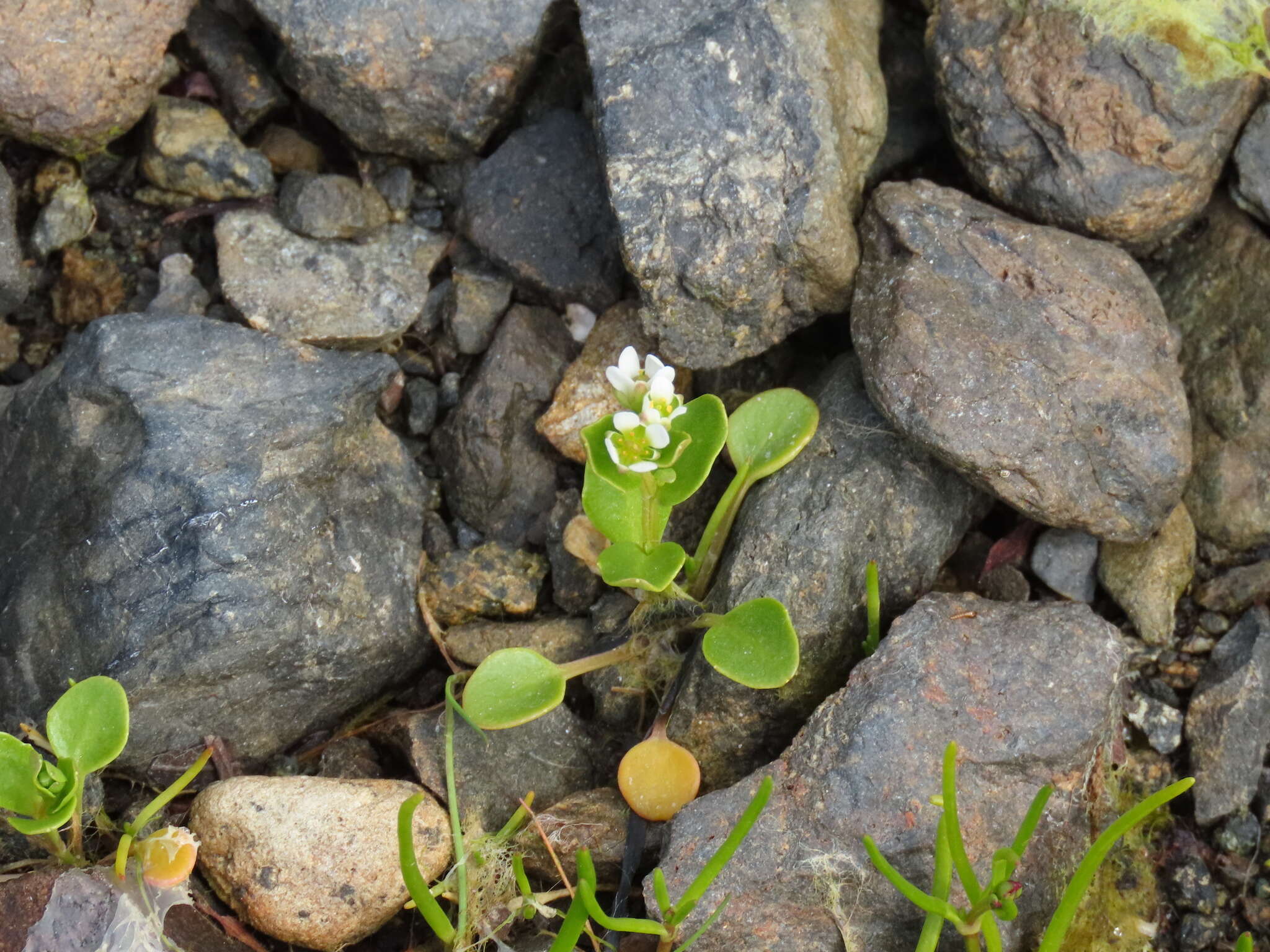 Image of Cochlearia groenlandica L.