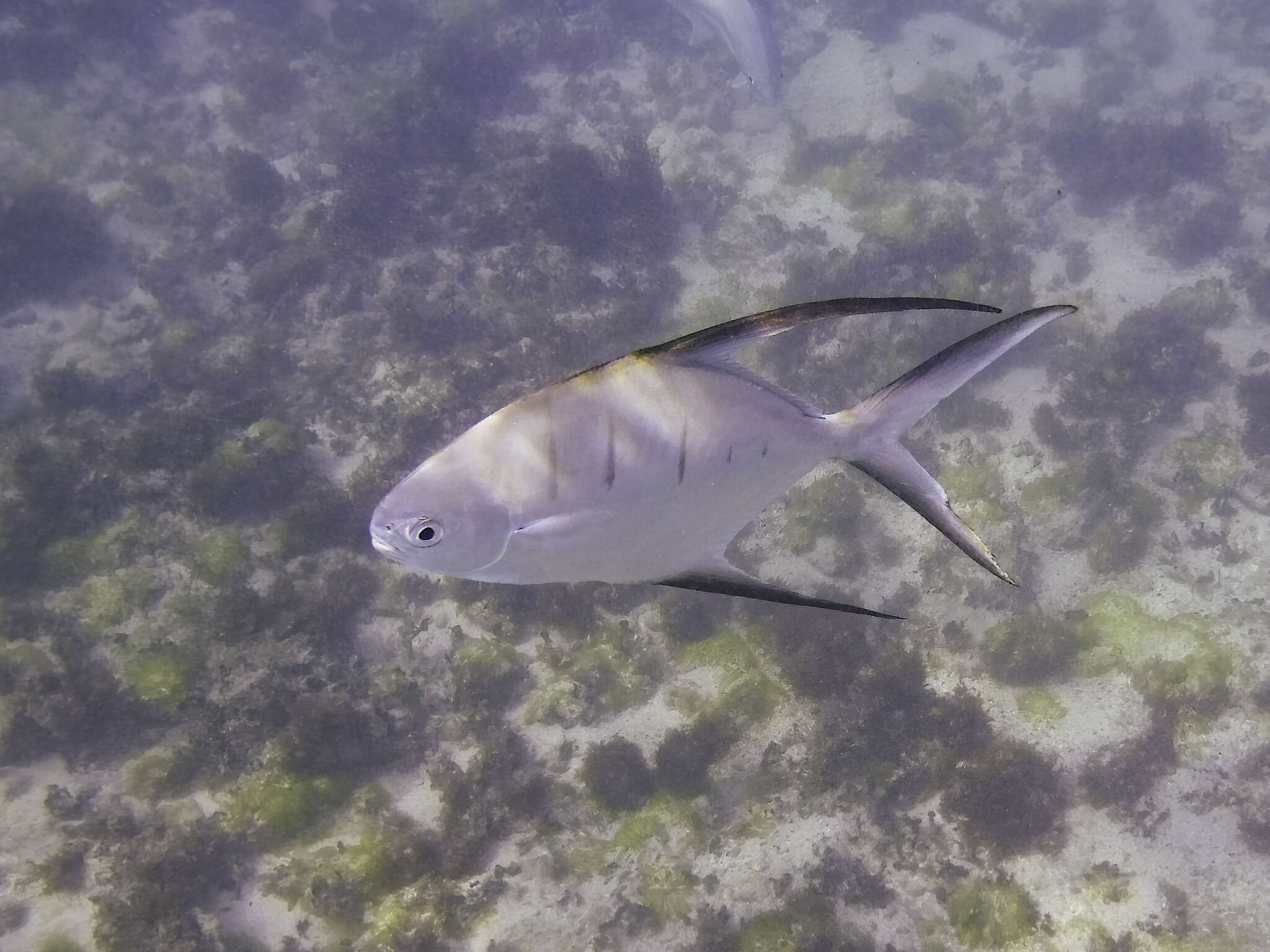 Image of Banner Pompano