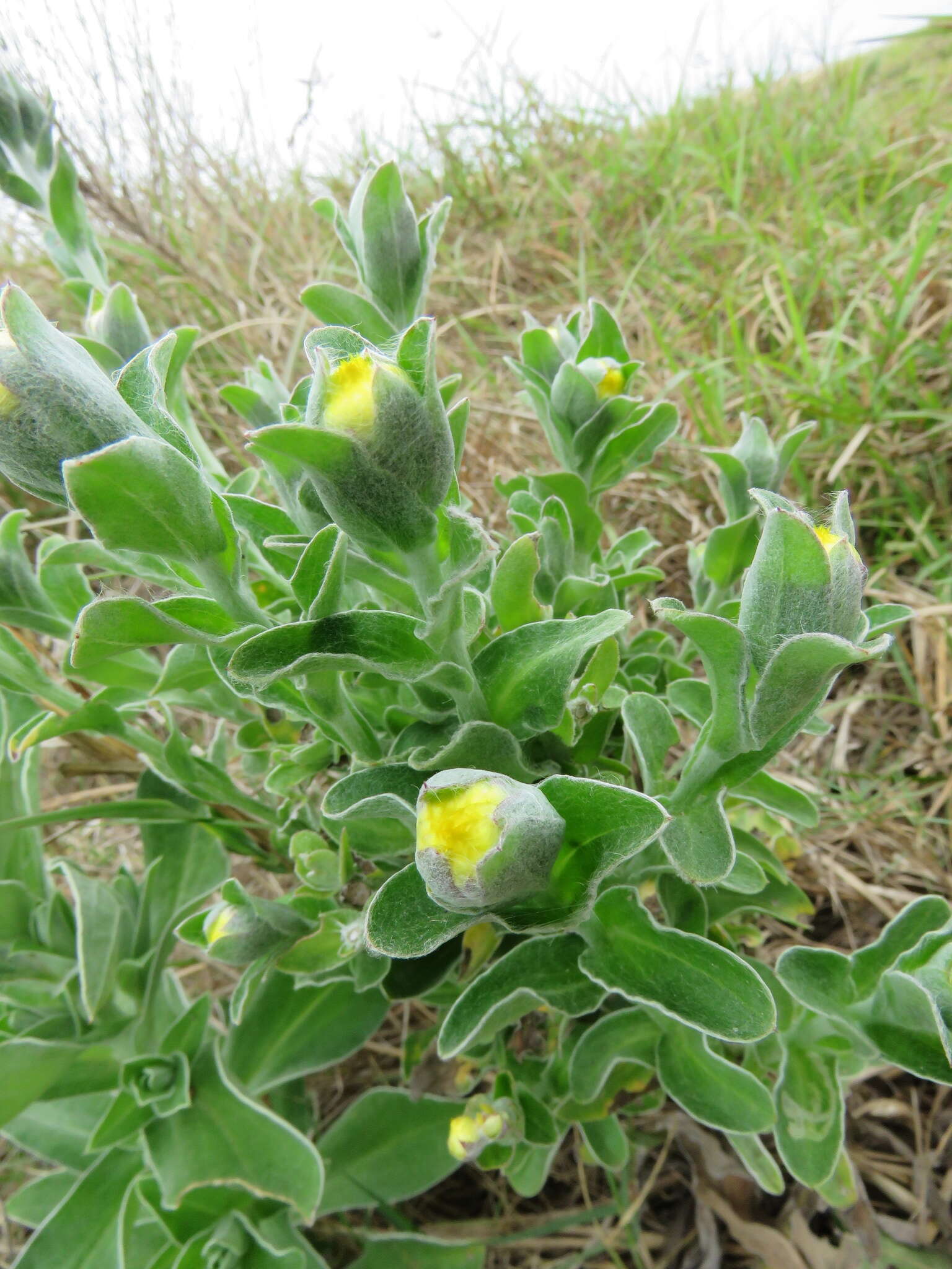 Image of Helichrysum decorum DC.