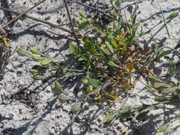 Слика од <i>Silene aethiopica</i>