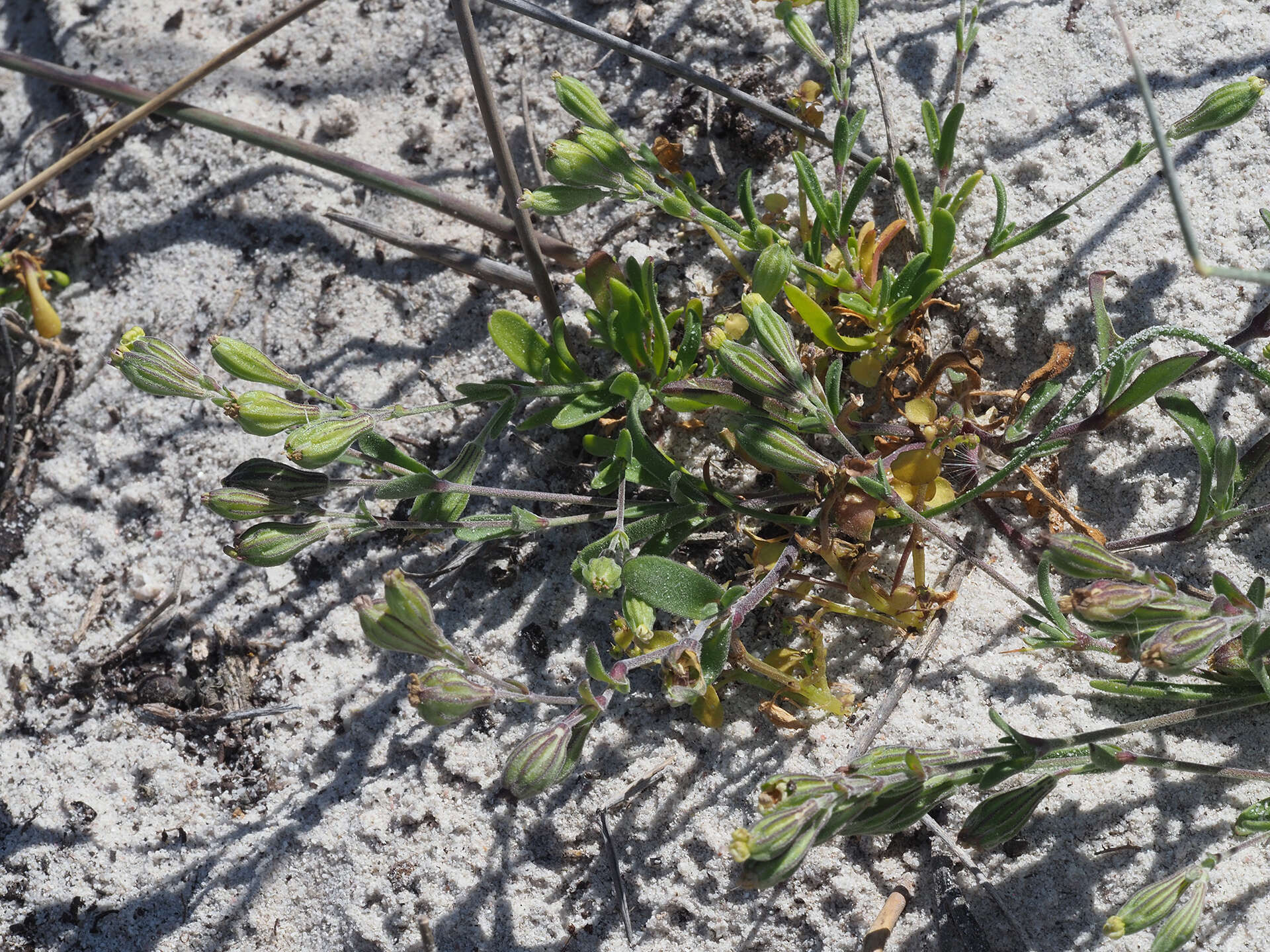 Image of <i>Silene aethiopica</i>