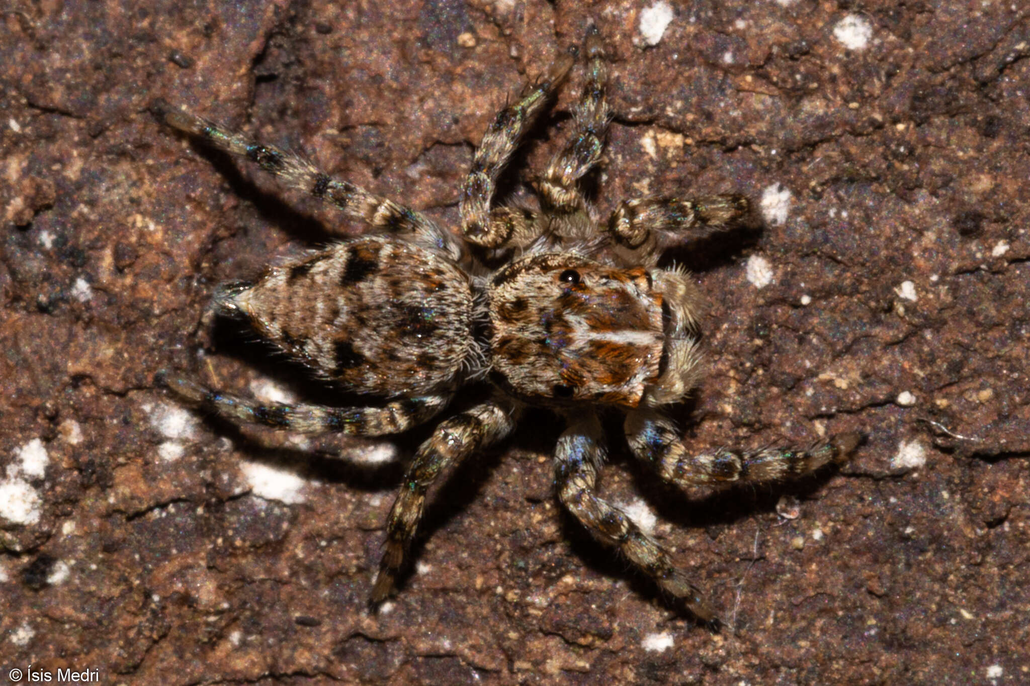 Image of Sumampattus quinqueradiatus (Taczanowski 1878)