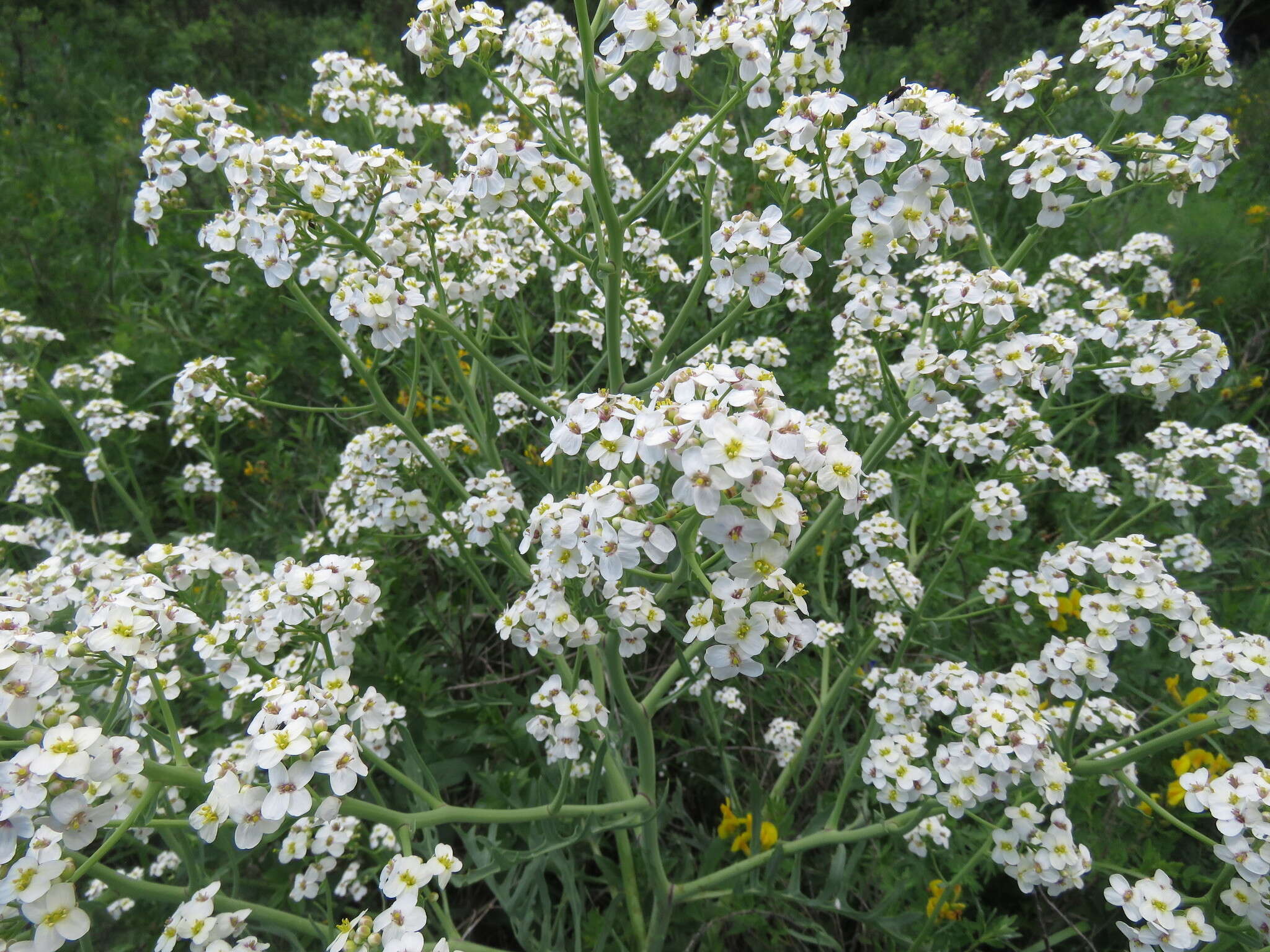 Image of Crambe steveniana Rupr.