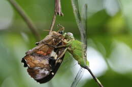 Image of Great Pondhawk