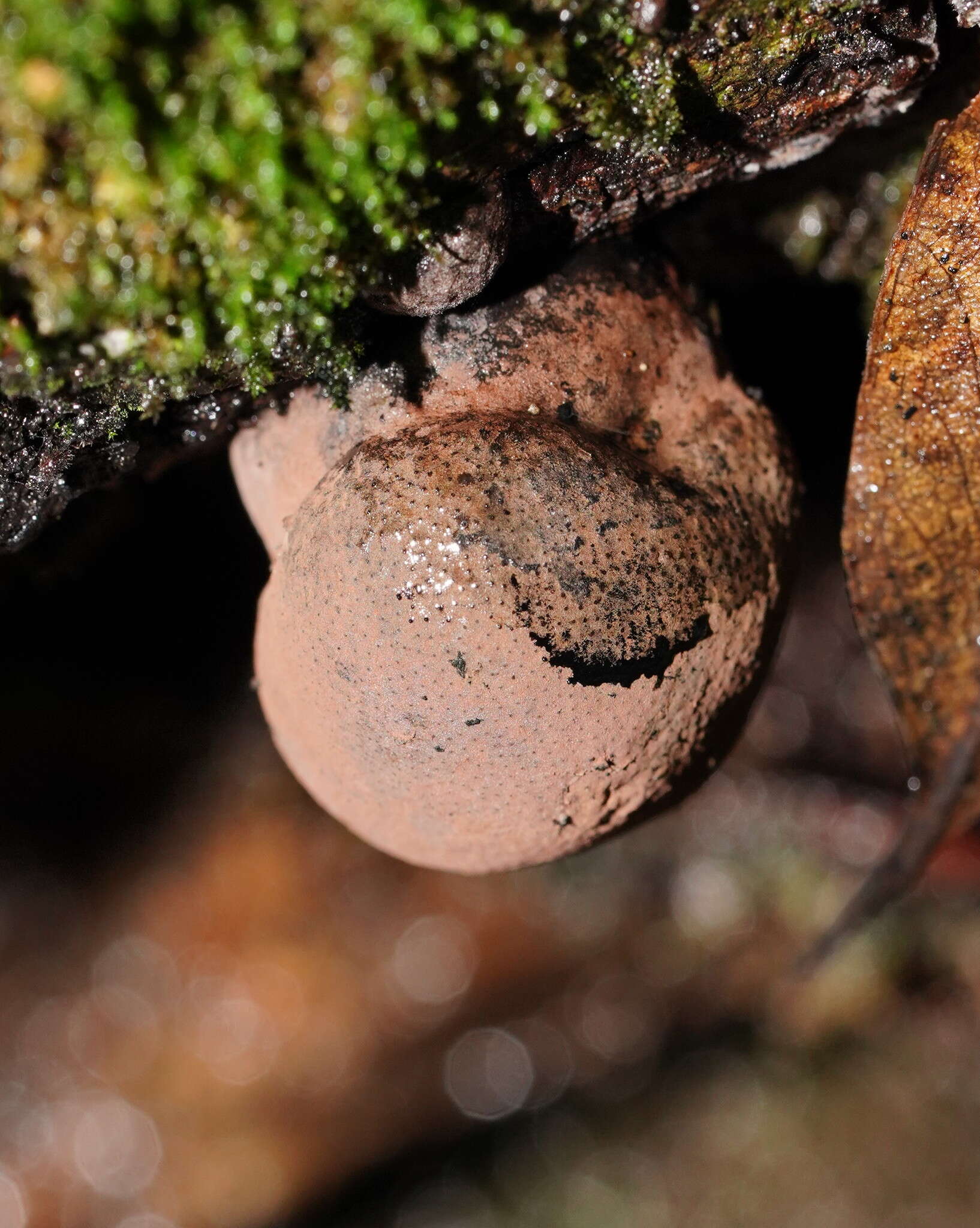 Plancia ëd Daldinia grandis Child 1932