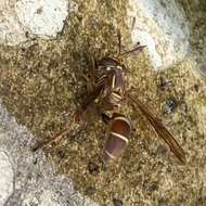 Image of Polybiomyia schnablei (Williston 1892)