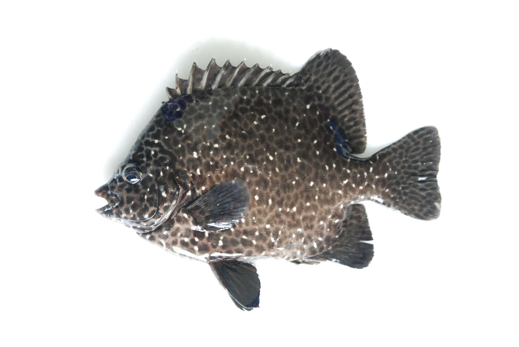 Image of Rock porgy