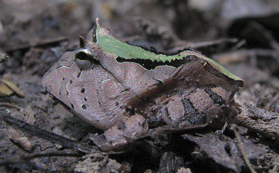 Image of Amazonian Horned Frog