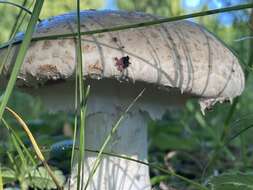 Image of Amanita strobiliformis (Paulet ex Vittad.) Bertill. 1866