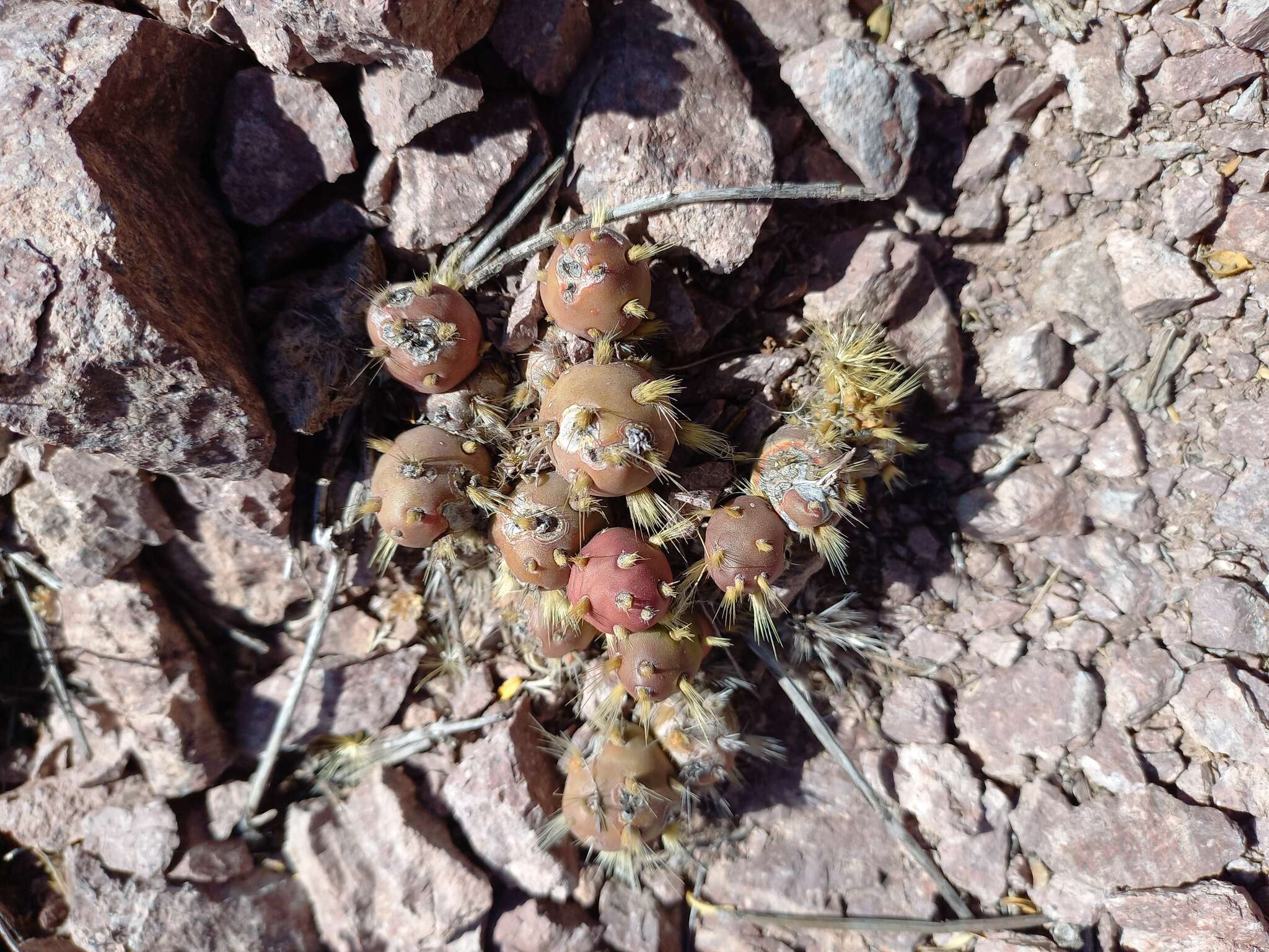 Image of Maihueniopsis glomerata (Haw.) R. Kiesling