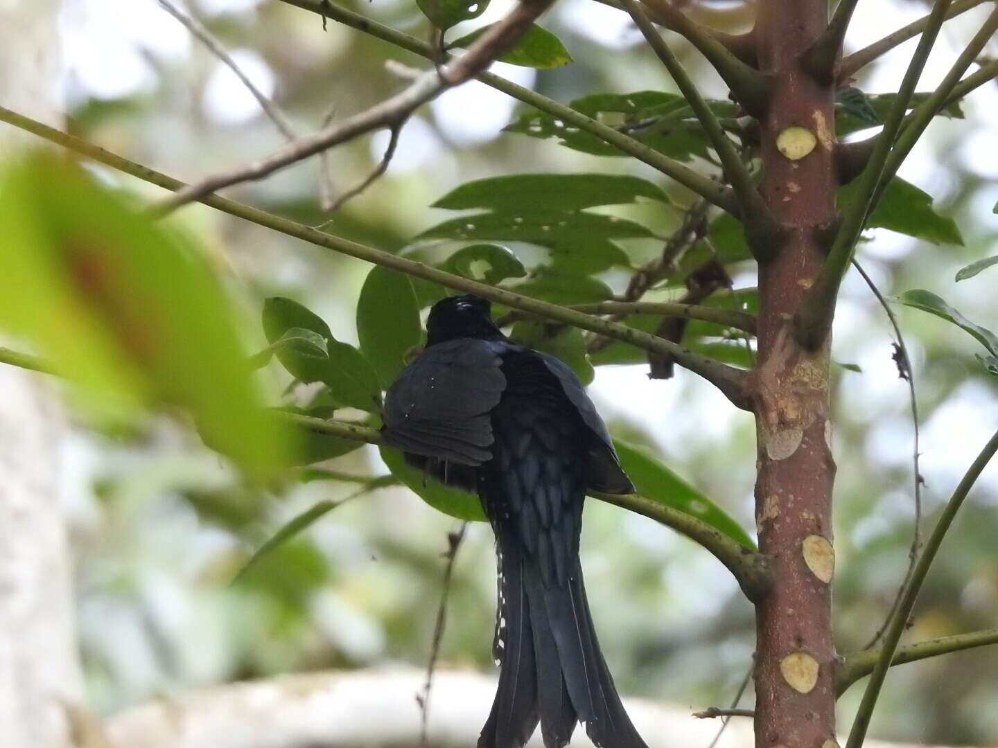 Image of Fork-tailed Drongo-Cuckoo