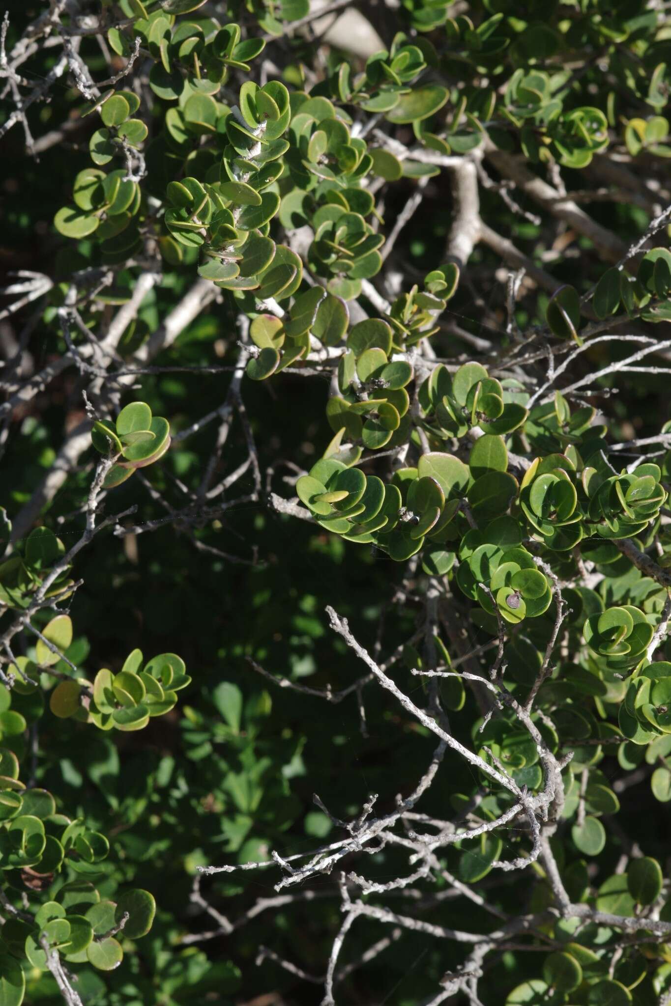 Image of Dune myrtle