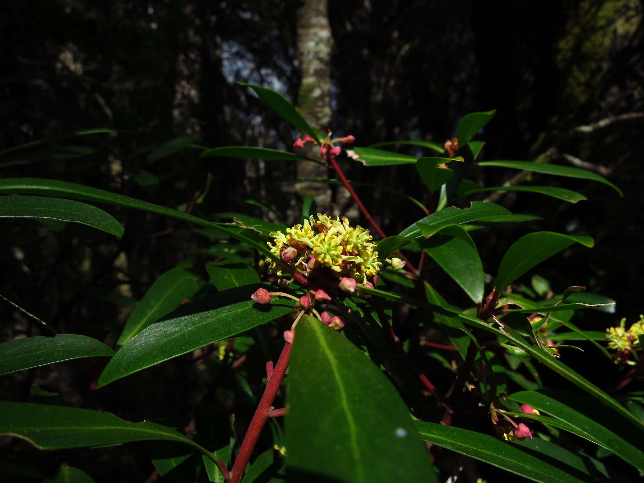 Image of Drimys aromatica (R. Br.) F. Müll.